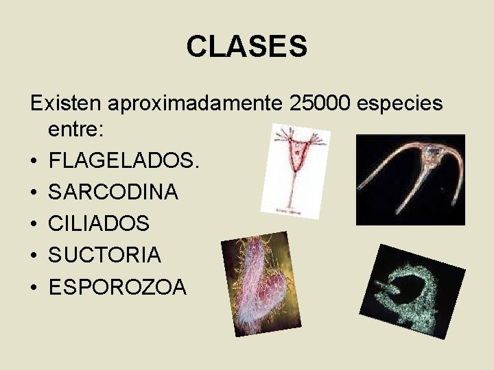 CLASES Existen aproximadamente 25000 especies entre: • FLAGELADOS. • SARCODINA • CILIADOS • SUCTORIA