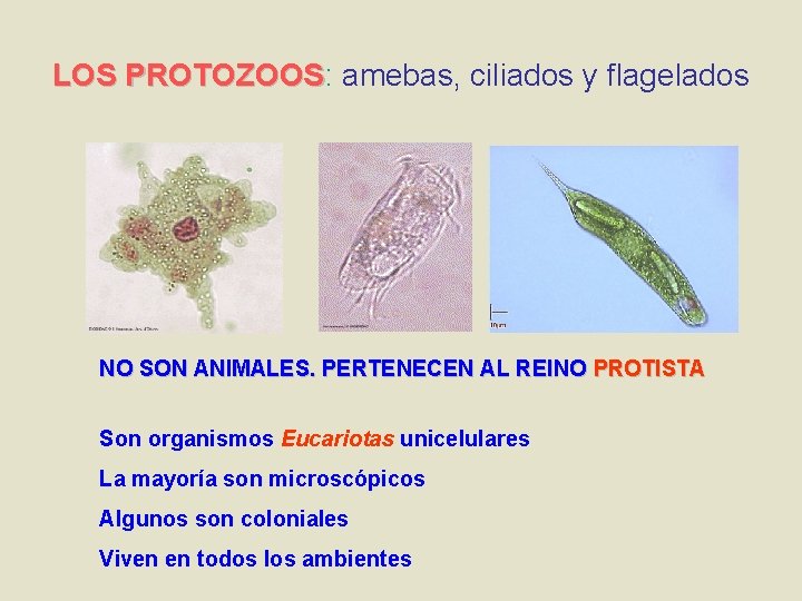 LOS PROTOZOOS: PROTOZOOS amebas, ciliados y flagelados NO SON ANIMALES. PERTENECEN AL REINO PROTISTA