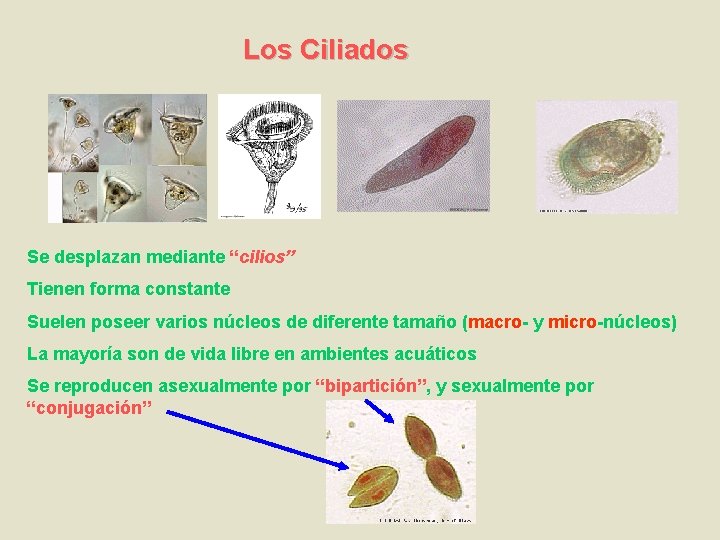 Los Ciliados Se desplazan mediante “cilios” Tienen forma constante Suelen poseer varios núcleos de