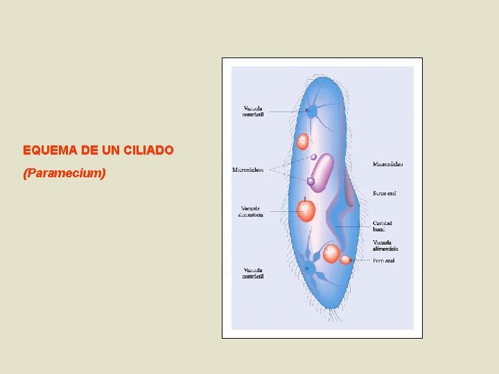 EQUEMA DE UN CILIADO (Paramecium) 