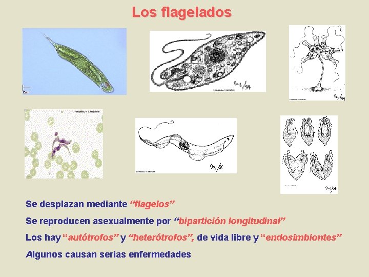 Los flagelados Se desplazan mediante “flagelos” Se reproducen asexualmente por “bipartición longitudinal” Los hay