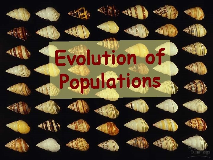 Evolution of Populations 1 1 Evolution of Populations 1 1