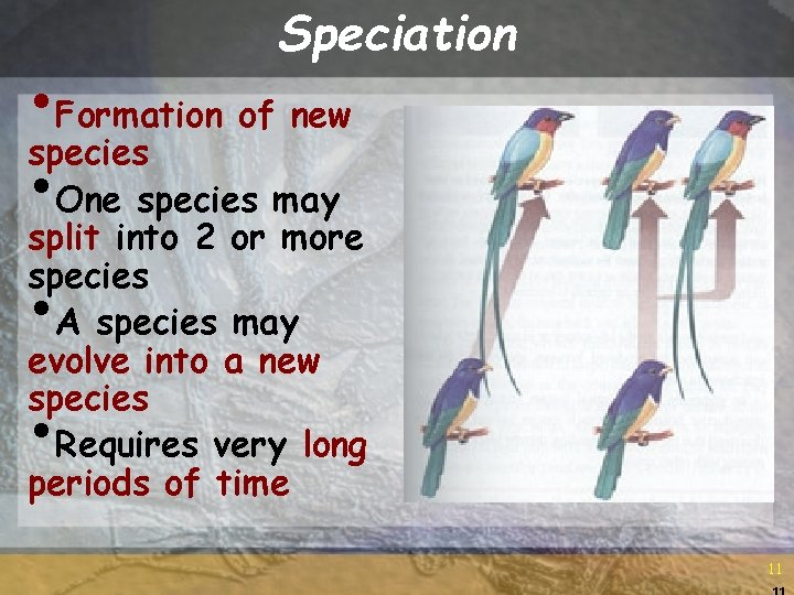 Speciation • Formation of new species • One species may split into 2 or Speciation • Formation of new species • One species may split into 2 or