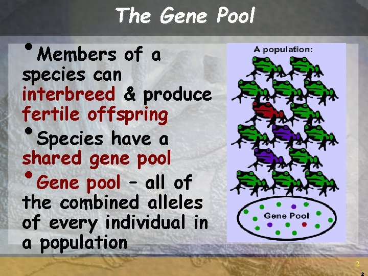 The Gene Pool • Members of a species can interbreed & produce fertile offspring The Gene Pool • Members of a species can interbreed & produce fertile offspring