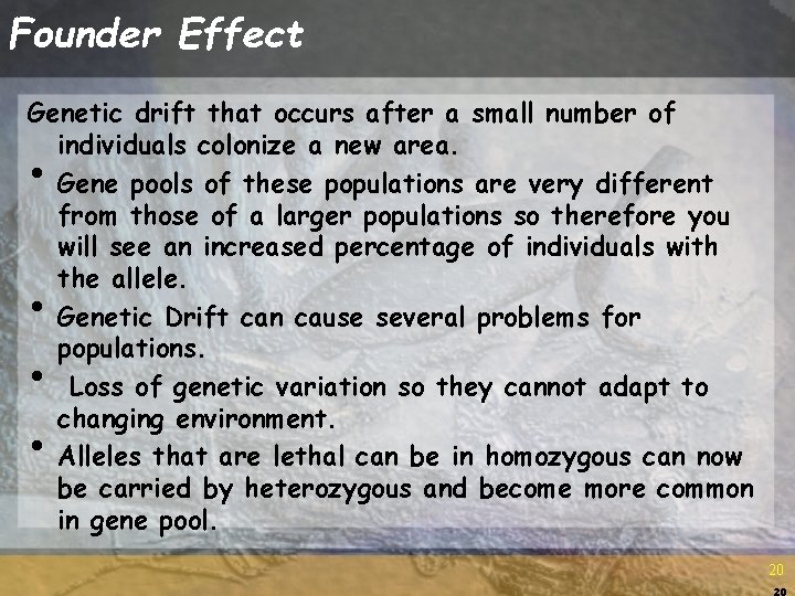 Founder Effect Genetic drift that occurs after a small number of individuals colonize a