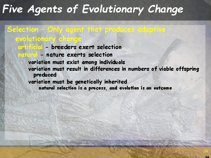 Five Agents of Evolutionary Change Selection – Only agent that produces adaptive evolutionary change Five Agents of Evolutionary Change Selection – Only agent that produces adaptive evolutionary change