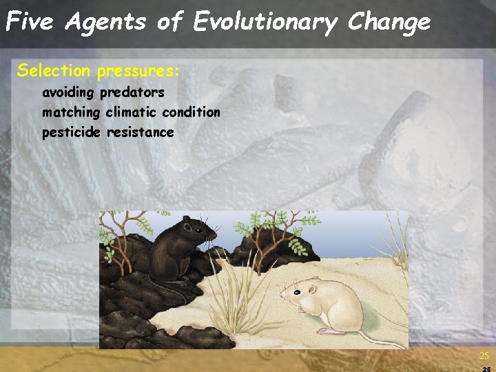 Five Agents of Evolutionary Change Selection pressures: avoiding predators matching climatic condition pesticide resistance Five Agents of Evolutionary Change Selection pressures: avoiding predators matching climatic condition pesticide resistance