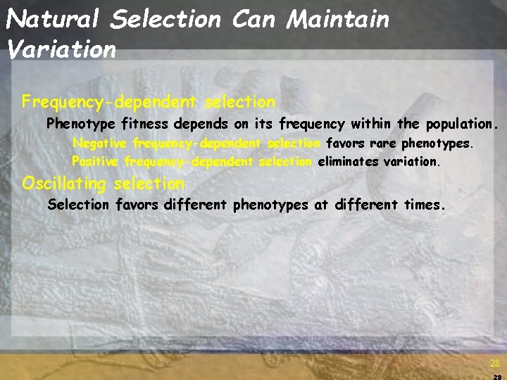 Natural Selection Can Maintain Variation Frequency-dependent selection Phenotype fitness depends on its frequency within Natural Selection Can Maintain Variation Frequency-dependent selection Phenotype fitness depends on its frequency within