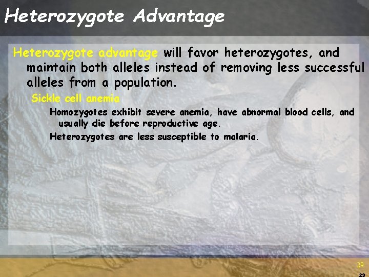 Heterozygote Advantage Heterozygote advantage will favor heterozygotes, and maintain both alleles instead of removing