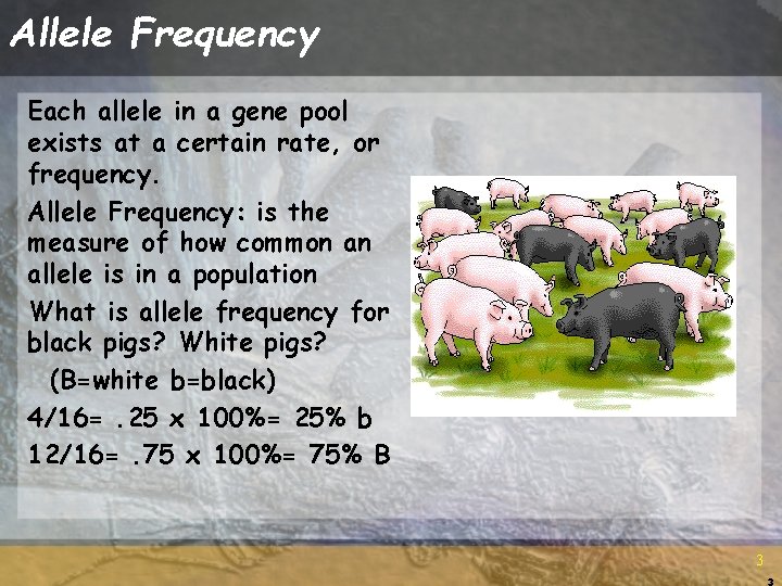 Allele Frequency Each allele in a gene pool exists at a certain rate, or Allele Frequency Each allele in a gene pool exists at a certain rate, or