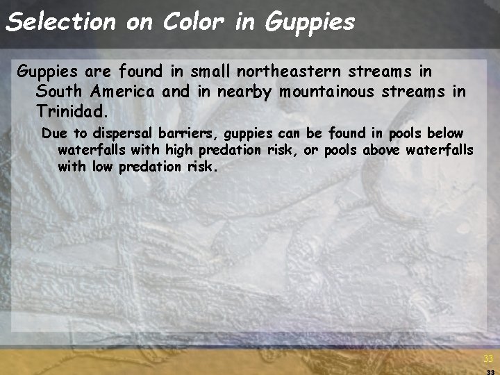 Selection on Color in Guppies are found in small northeastern streams in South America Selection on Color in Guppies are found in small northeastern streams in South America