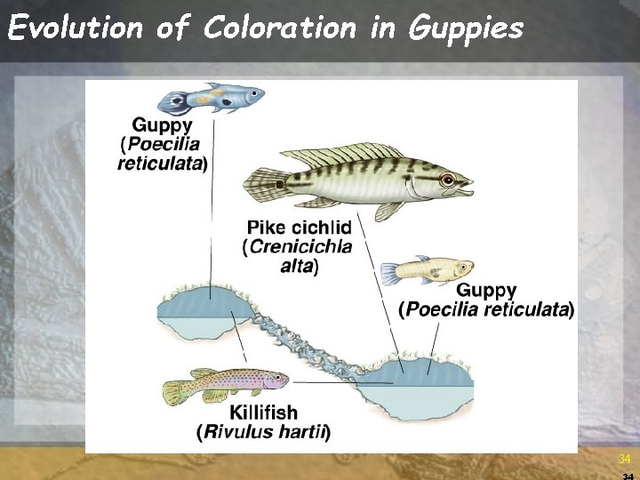 Evolution of Coloration in Guppies 34 34 