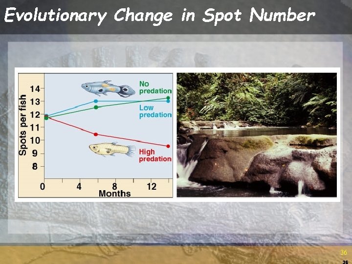 Evolutionary Change in Spot Number 36 36 Evolutionary Change in Spot Number 36 36