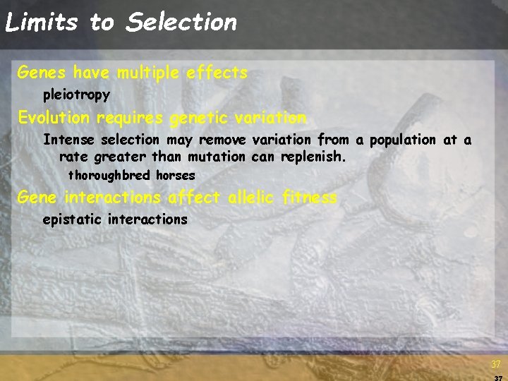 Limits to Selection Genes have multiple effects pleiotropy Evolution requires genetic variation Intense selection Limits to Selection Genes have multiple effects pleiotropy Evolution requires genetic variation Intense selection
