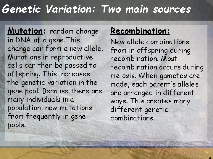 Genetic Variation: Two main sources Mutation: random change in DNA of a gene. This