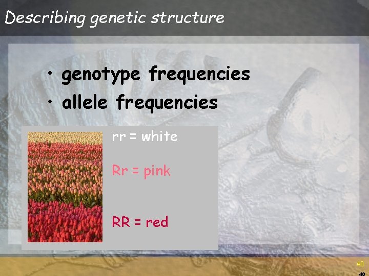 Describing genetic structure • genotype frequencies • allele frequencies rr = white Rr = Describing genetic structure • genotype frequencies • allele frequencies rr = white Rr =
