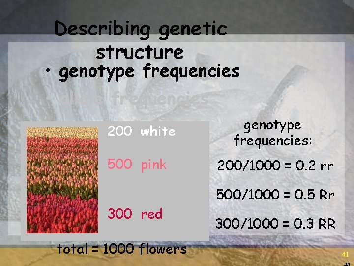 Describing genetic structure • genotype frequencies • allele frequencies 200 white 500 pink genotype Describing genetic structure • genotype frequencies • allele frequencies 200 white 500 pink genotype