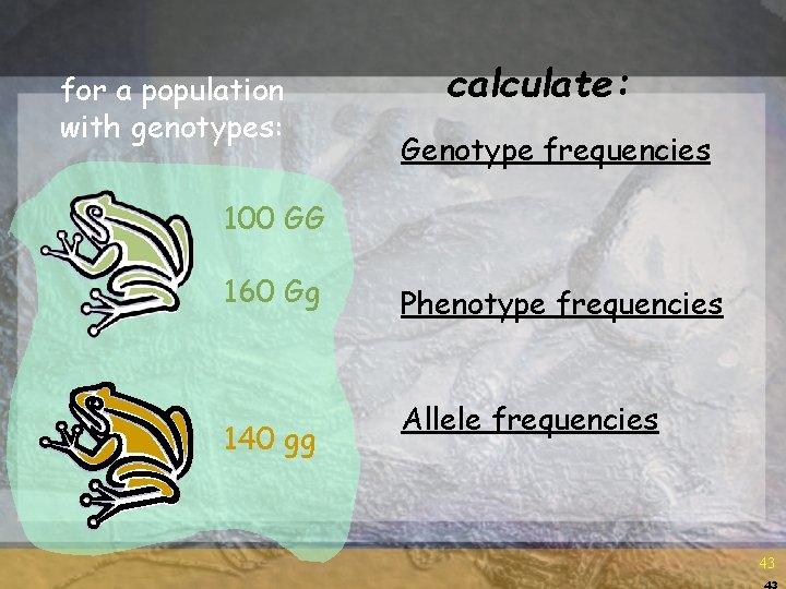 for a population with genotypes: calculate: Genotype frequencies 100 GG 160 Gg 140 gg for a population with genotypes: calculate: Genotype frequencies 100 GG 160 Gg 140 gg