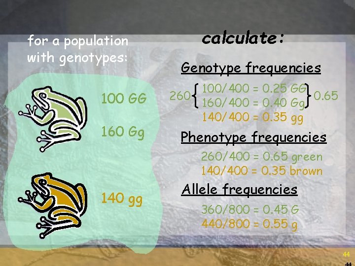 for a population with genotypes: 100 GG 160 Gg calculate: Genotype frequencies 260 100/400 for a population with genotypes: 100 GG 160 Gg calculate: Genotype frequencies 260 100/400