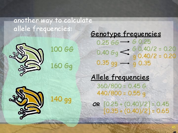 another way to calculate allele frequencies: Genotype frequencies 100 GG 160 Gg 0. 25 another way to calculate allele frequencies: Genotype frequencies 100 GG 160 Gg 0. 25