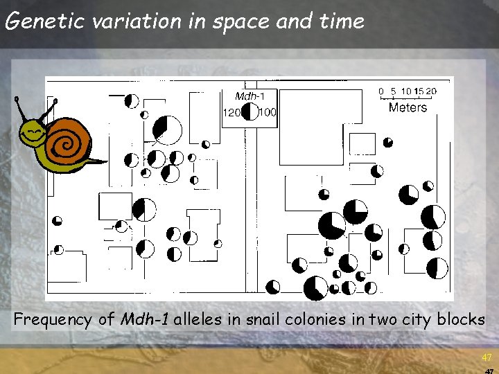 Genetic variation in space and time Frequency of Mdh-1 alleles in snail colonies in Genetic variation in space and time Frequency of Mdh-1 alleles in snail colonies in