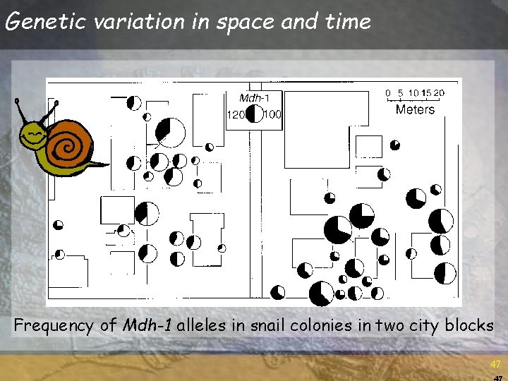 Genetic variation in space and time Frequency of Mdh-1 alleles in snail colonies in