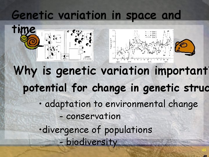 Genetic variation in space and time Why is genetic variation important? potential for change Genetic variation in space and time Why is genetic variation important? potential for change