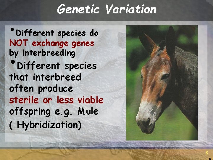 Genetic Variation • Different species do NOT exchange genes by interbreeding • Different species