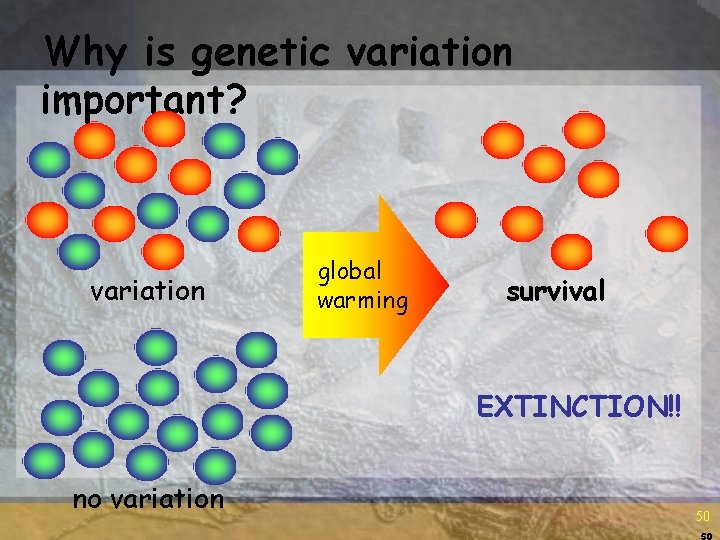 Why is genetic variation important? variation global warming survival EXTINCTION!! no variation 50 50 Why is genetic variation important? variation global warming survival EXTINCTION!! no variation 50 50