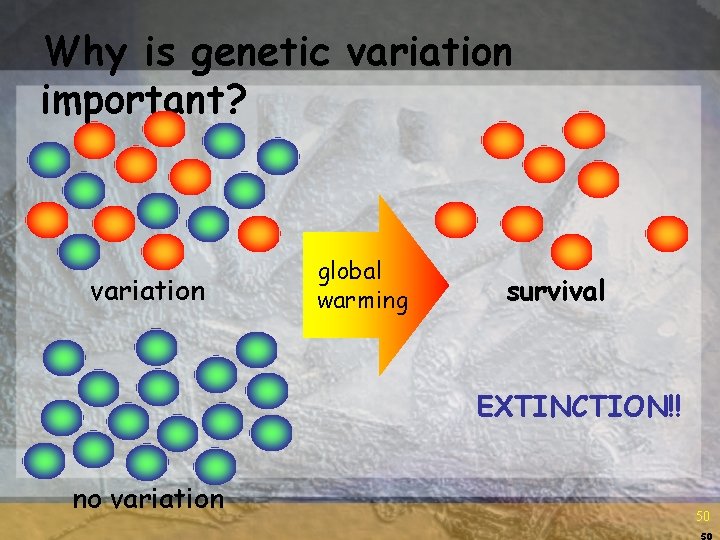 Why is genetic variation important? variation global warming survival EXTINCTION!! no variation 50 50