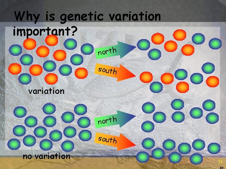 Why is genetic variation important? north south variation north south no variation 51 51