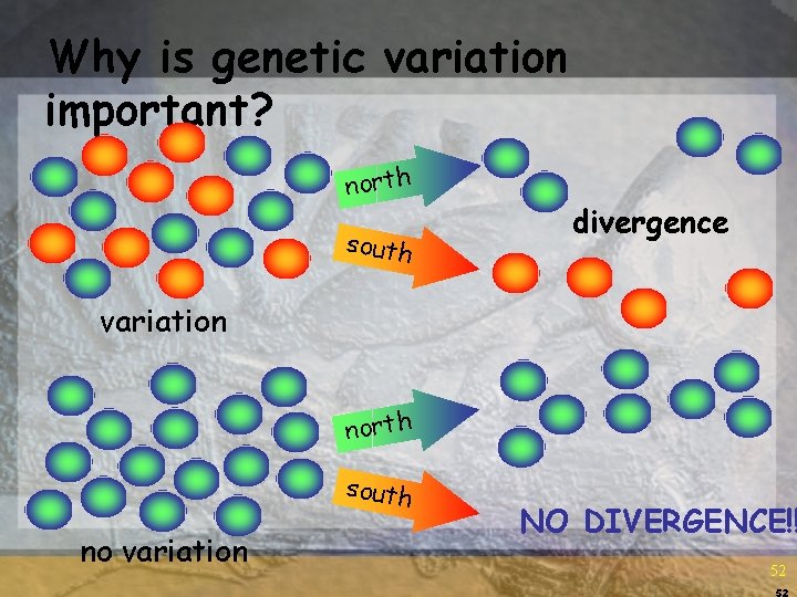 Why is genetic variation important? north south divergence variation north south no variation NO Why is genetic variation important? north south divergence variation north south no variation NO