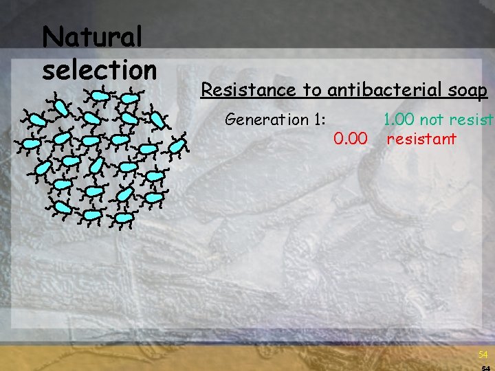Natural selection Resistance to antibacterial soap Generation 1: 1. 00 not resista 0. 00