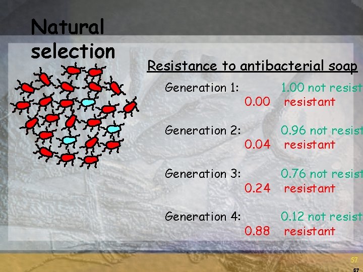 Natural selection Resistance to antibacterial soap Generation 1: 1. 00 not resist 0. 00 Natural selection Resistance to antibacterial soap Generation 1: 1. 00 not resist 0. 00