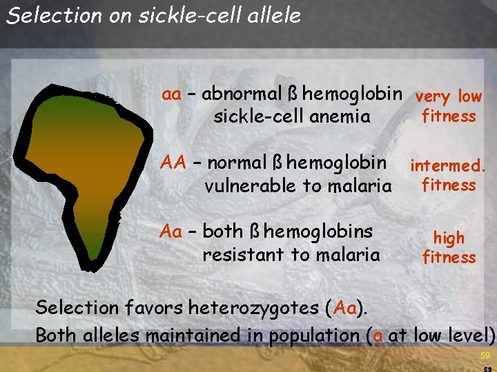 Selection on sickle-cell allele aa – abnormal ß hemoglobin very low fitness sickle-cell anemia