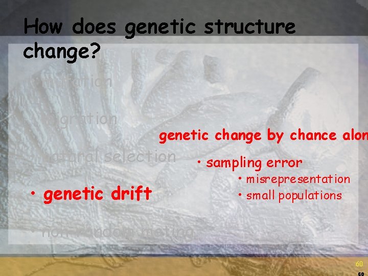 How does genetic structure change? • mutation • migration genetic change by chance alon