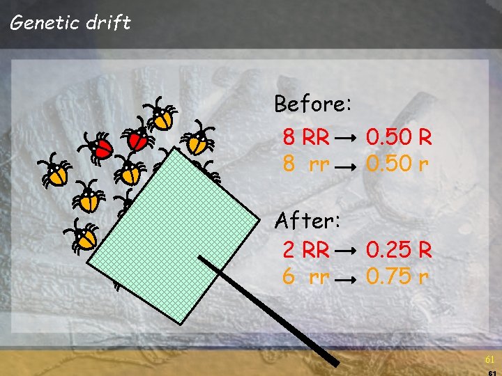 Genetic drift Before: 8 RR 0. 50 R 8 rr 0. 50 r After: