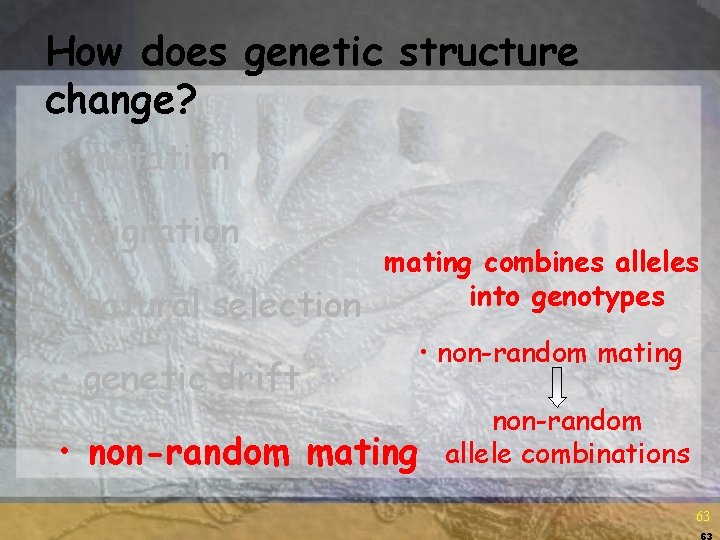 How does genetic structure change? • mutation • migration • natural selection • genetic