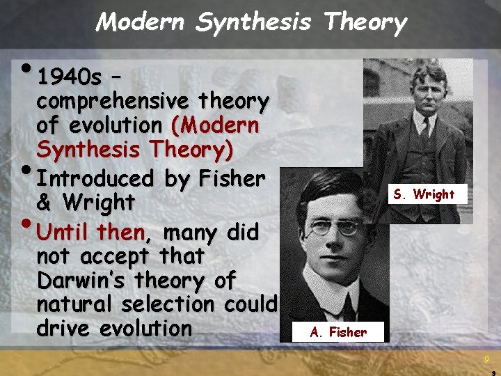 Modern Synthesis Theory • 1940 s – comprehensive theory of evolution (Modern Synthesis Theory)