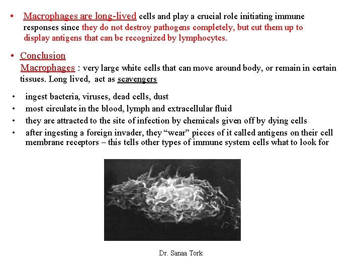  • Macrophages are long-lived cells and play a crucial role initiating immune responses