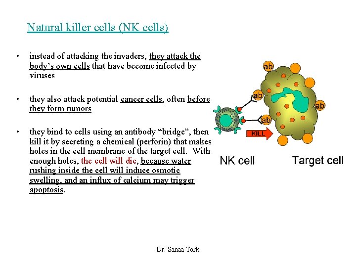 Natural killer cells (NK cells) • instead of attacking the invaders, they attack the