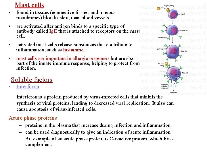 Mast cells • found in tissues (connective tissues and mucous membranes) like the skin,