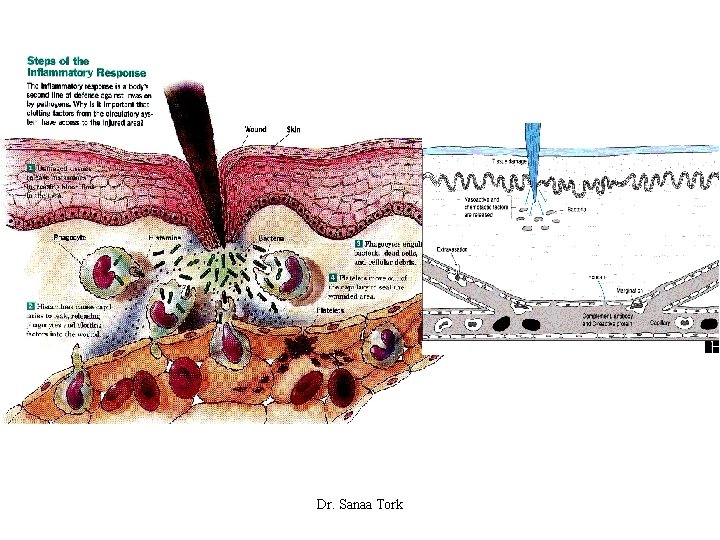 Dr. Sanaa Tork 