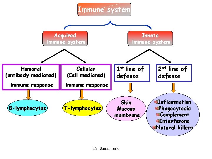 Immune system Acquired immune system Innate immune system Humoral (antibody mediated) Cellular (Cell mediated)