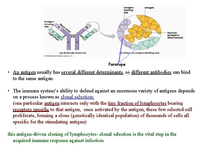 Paratope • An antigen usually has several different determinants, so different antibodies can bind