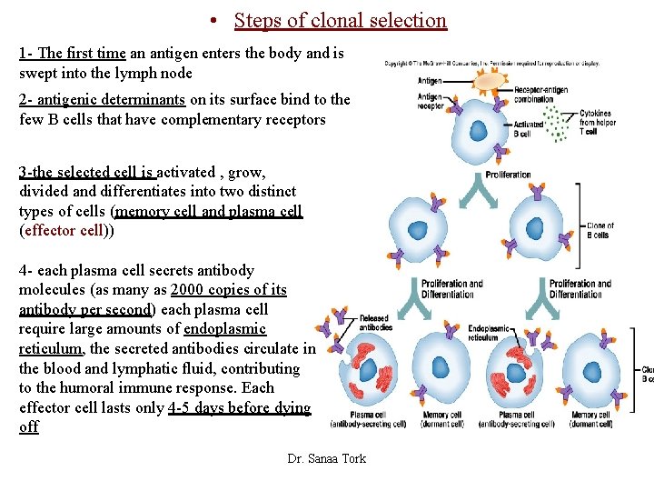  • Steps of clonal selection 1 - The first time an antigen enters