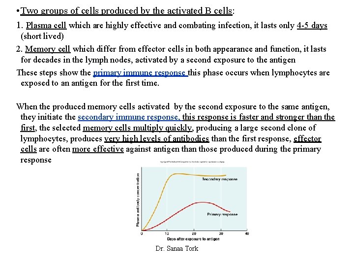  • Two groups of cells produced by the activated B cells: 1. Plasma