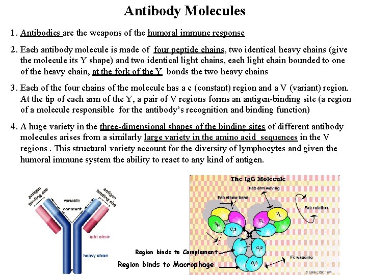 Antibody Molecules 1. Antibodies are the weapons of the humoral immune response 2. Each