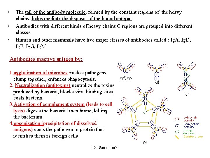  • • • The tail of the antibody molecule, formed by the constant