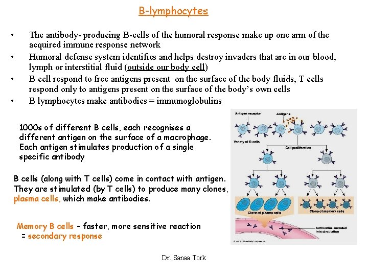 B-lymphocytes • • The antibody- producing B-cells of the humoral response make up one